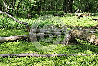 Trees felled by beaver Stock Photo