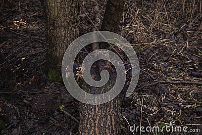 Trees felled by beavers Stock Photo