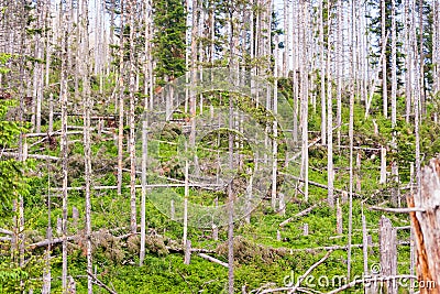 Trees felled by the storm Stock Photo