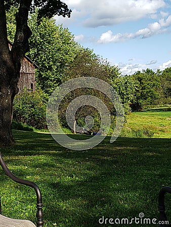 Trees field country green peaceful Stock Photo