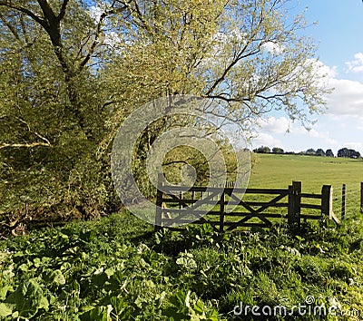 Trees & Field Gate View Nr. Crookham, North Northumberland, England Stock Photo