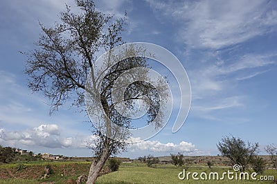 Trees, fields and cloudy sky Stock Photo