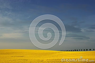 Trees on the flourishing field of Stock Photo