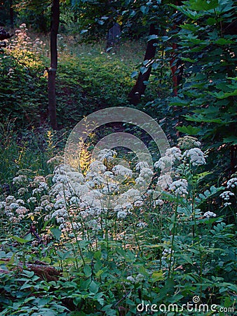 Trees and flowers in the sunlit park Stock Photo