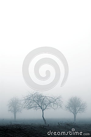 Trees in fog Stock Photo