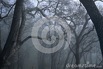 Trees In Fog Stock Photo