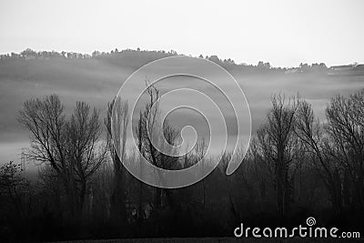 Trees, fog and hills Stock Photo