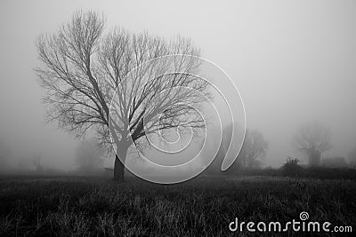 Trees and fog Stock Photo