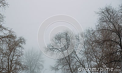 Trees in foggy day. Misty mysterious moody landscape background Stock Photo