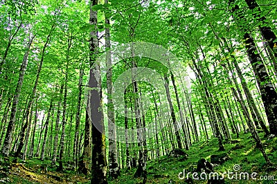 Trees in a forest Stock Photo