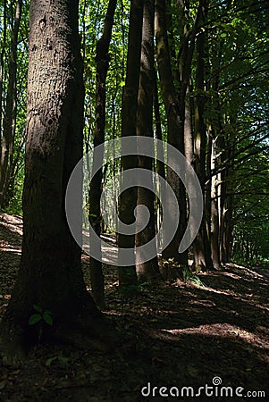 trees, forest atmosphere, green photography Stock Photo