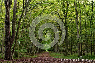 Trees in forest during autumn. Nature background. Stock Photo