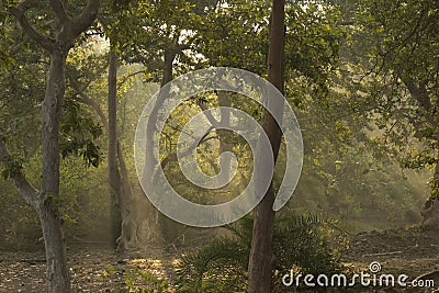 Trees , Forest and Divine Sun Rays Stock Photo