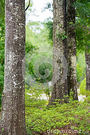 Trees in forest focus on left Stock Photo