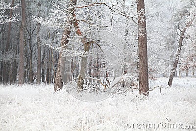 pines in forest in frost during fall Stock Photo