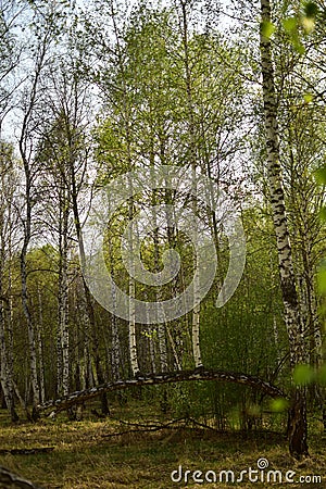 Trees in the forest grown on a broken tree Stock Photo