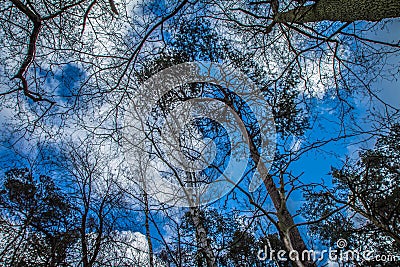 Forest seen upwards Stock Photo