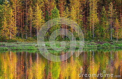 Trees in the forest stand on the edge of a forest lake with a clouding reflection and color. Stock Photo