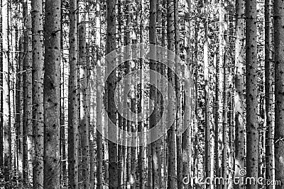 Trees in the forest in vertical structure Stock Photo