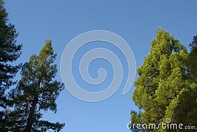 Trees, framing sky Stock Photo