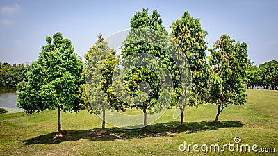 trees are growing in the garden, series Stock Photo