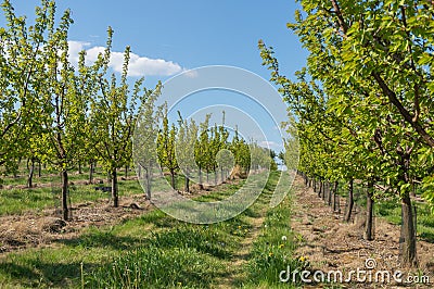 Trees in garden in rows. Agriculture concept Stock Photo
