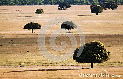 Trees in the grassland in CabaÃ±eros Stock Photo