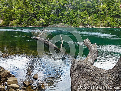 The trees on the green river Stock Photo