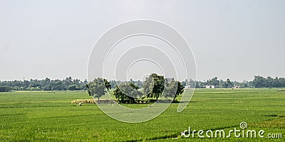 Trees on green spring meadow. Countryside Agricultural field background. Agriculture greenery filled with cereal crop. Beautiful Stock Photo