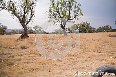 Trees on ground covered by dray grass and under cloudy sky Stock Photo