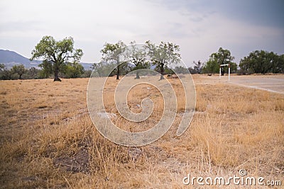 Trees on ground covered by dray grass and under cloudy sky Stock Photo