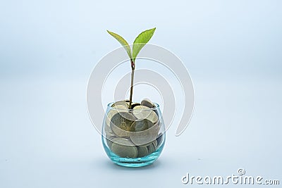 Trees grow from glass bottles.The concept of saving money, investing. Investment, growth, financial success, investment concept, Stock Photo