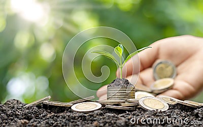 Trees grow on money stacks in an environmen. Stock Photo