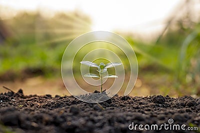 Trees grow naturally on good quality soil concept of tree planting. Stock Photo