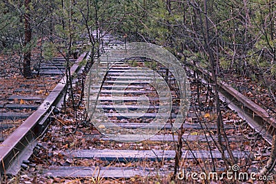 Trees growing between abandoned railway tracks covered with dry leaves Stock Photo