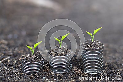 Trees growing on coins . Plant growing on Money coin stack. Saving money concept. Stock Photo