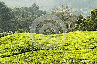 Green hills in Uganda Stock Photo