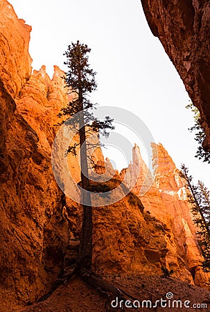 Trees growing out of red rock in Bryce Canyon National Park - Utah, USA Stock Photo