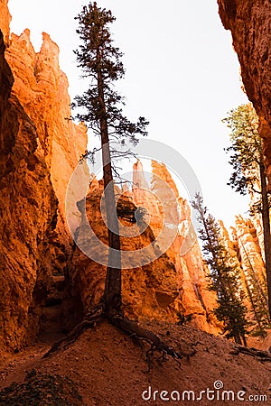 Trees growing out of red rock in Bryce Canyon National Park - Utah, USA Stock Photo