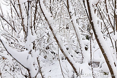 trees covered with snow Stock Photo