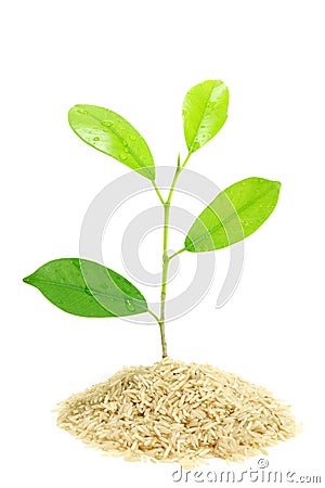 Trees growing in Pile Rice Stock Photo