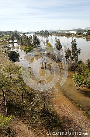 Trees in Guadiana river Stock Photo
