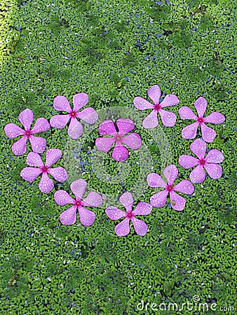 Valentine flowers Stock Photo