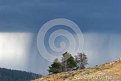 Trees on Hillside and Gathering Storm Stock Photo