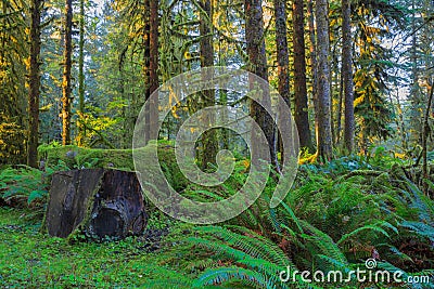 Trees in Hoh Rainforest Stock Photo