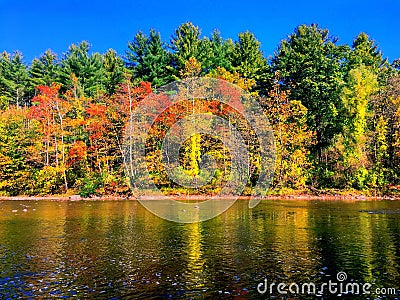 Trees by housatonic river in autumn Stock Photo