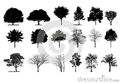 Trees Stock Photo