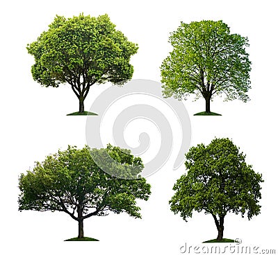 Trees isolated Stock Photo