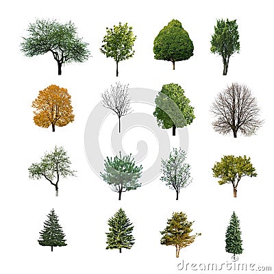 Trees are isolated Stock Photo