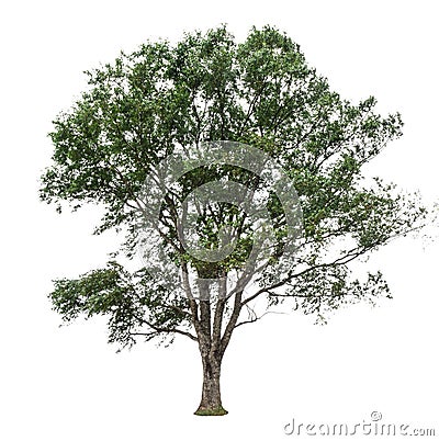 Trees isolated on white background Stock Photo